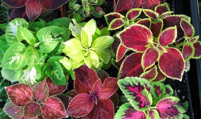 forskolin reviews